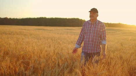 senior-adult-farmer-Walks-in-a-field-of-wheat-in-a-cap-at-sunset-passing-his-hand-over-the-Golden-colored-ears-at-sunset.-Agriculture-of-grain-plants.